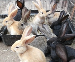 yellow continental giant rabbits